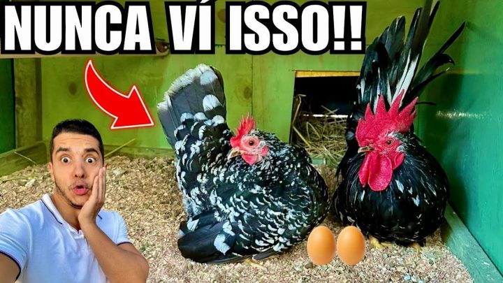 ovo? - Existe chance desse ovo nascer ? nunca vi um ovo assim | Cisne Branco querendo atacar | Aves Recriar