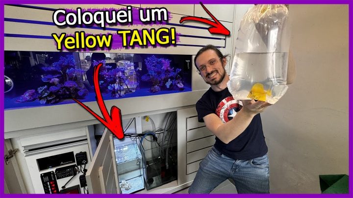 Aquarismo marinho e doce - Coloquei um Yellow Tang CRIADO em CATIVEIRO no Aquário Quarentena da MINHA CASA!