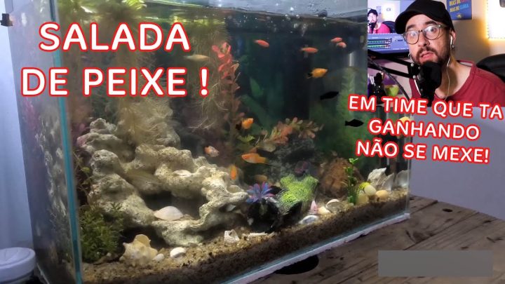 Aquarismo marinho e doce - AQUÁRIO COM PAULISTINHAS COLORIDOS, BETTAS FEMEAS, POECILIDEOS E MAIS!