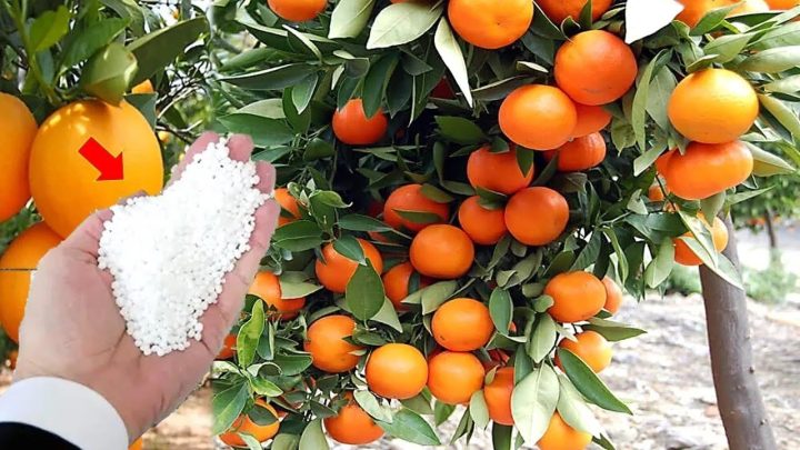 faz… - Esse adubo faz sua planta explodir de tantas flores e frutos (qualquer frutífera)