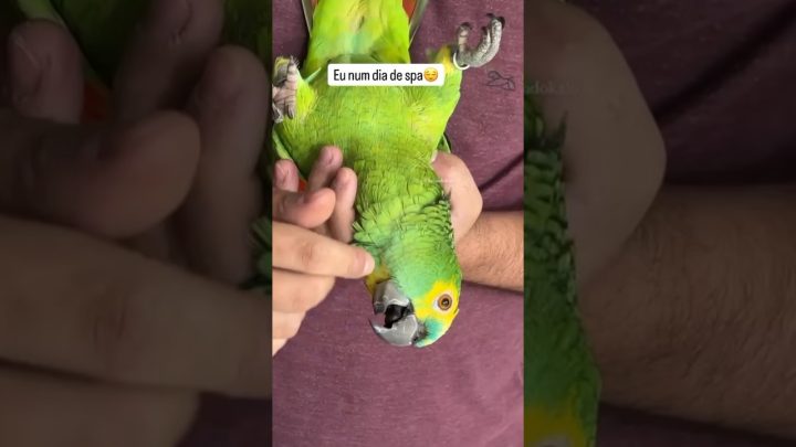 só… - Papagaio-verdadeiro só no spa #shorts #short #parrot