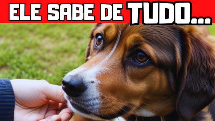 Tudo sobre Cães e Gatos - 6 SEGREDOS QUE SEU CACHORRO SABE SOBRE VOCÊ #curiosidades #cachorro