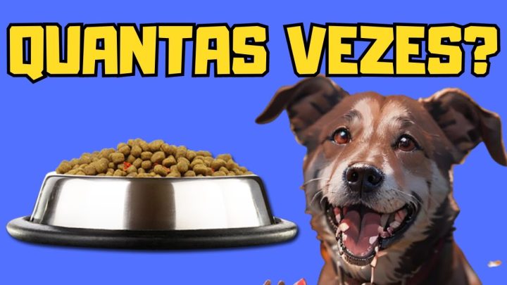 Dicas de Adestramento - QUANTAS VEZES UM CACHORRO DEVE COMER POR DIA