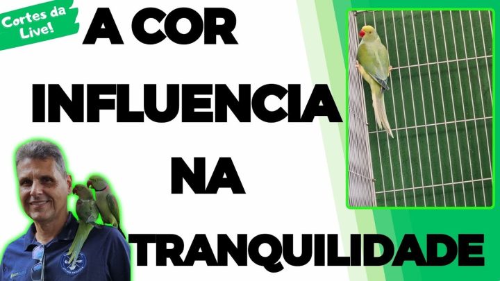 sobre! - O SEGREDO NA COR DA PAREDE NO COMPORTAMENTO DAS AVES!!!