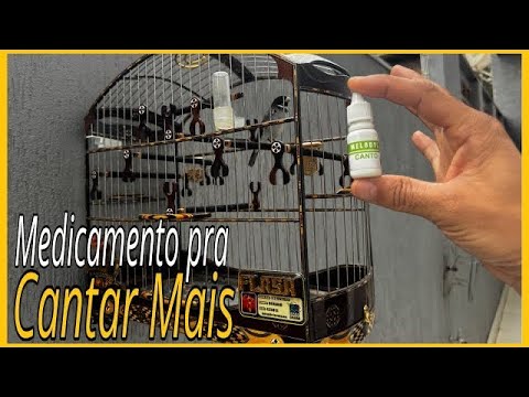 Dicas sobre Canários e Coleiros - MEDICAMENTO PARA PÁSSARO APRONTAR CANTAR ESQUENTAR