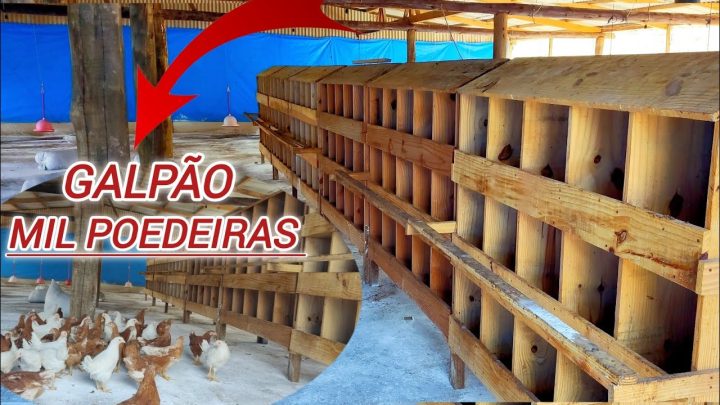 Criação de Galinhas - GALPÃO PRONTO PARA ALOJAR 1000 FRANGAS POEDEIRAS 🐓🙏🏻💥