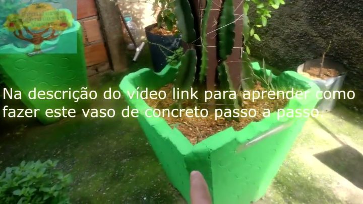 Dicas de Plantio - Como fazer poda de indução de floração de pitayas passo a passo 4k