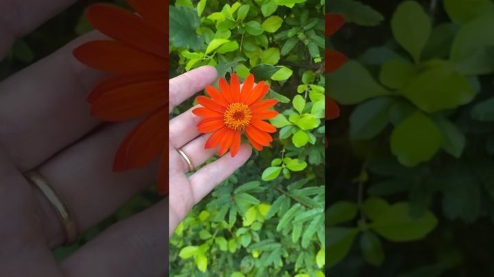 Dicas de Jardinagem - TREPADEIRA MEXICANA - flores parecidas com MARGARIDAS