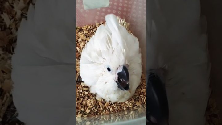 alba - Cacatua Alba - Um filhote muito fofo #shorts #birds #cockatoo