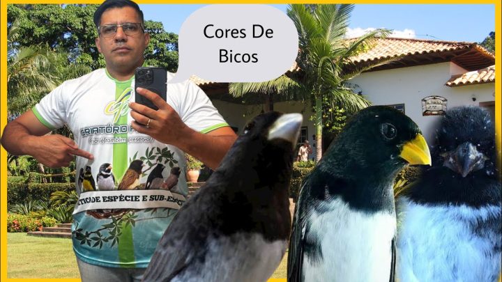 Canto das Aves - RARIDADE AS 3 CORES DE BICO DOS PAPA-CAPIM