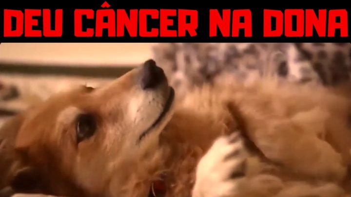 Tudo sobre Cães e Gatos - Cachorro Prevê Câncer na Sua Dona Antes Dos Médicos #curiosidades #pets