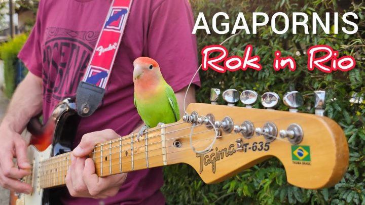 2024 - PERIQUITO AGAPORNIS ROCK IN RIO 2024 VISCONDE DE MAUÁ