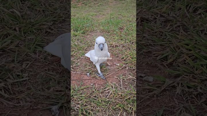 dos - Solução dos problemas #birds #ringneck #parrot #cacatua #calopsita #birds ##aves #parrots