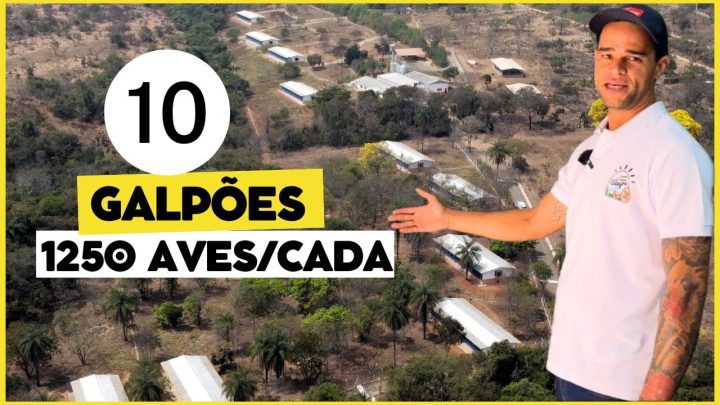 (com - 10 GALPÕES com 1250 GALINHAS POEDEIRAS cada: GRANDE PROJETO de PRODUÇÃO de OVOS CAIPIRAS