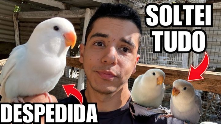 ave!!! - Despedida de Agaporne | Preparando Novo viveiro para NOVA AVE | Aves Recriar