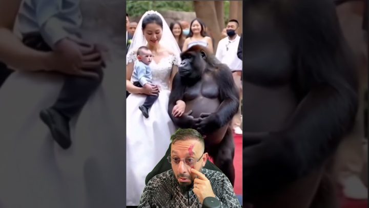 (com - Casamento do gorila. Vídeo de HUMOR ANIMAL com o Biólogo Henrique