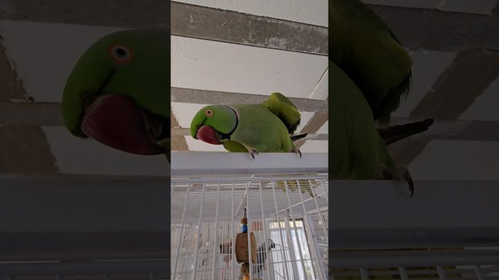 kkk - Fany todo exibido kkk #birds #periquito #parrot #ring #ringneckparrot #ringneck