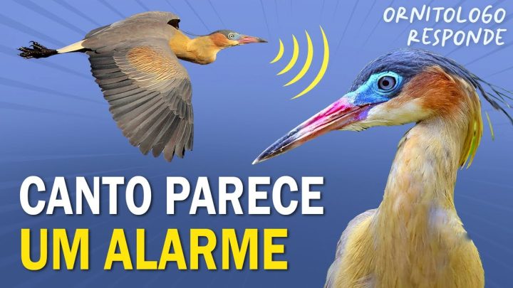 ave!!! - AVE que VOCALIZA PARECENDO um ALARME ou APITO? Ornitólogo Responde 43