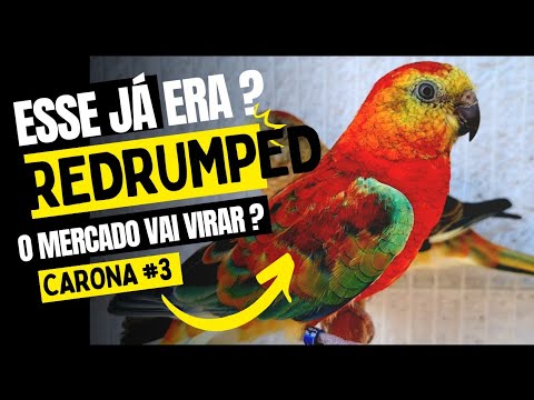 ave!!! - A AVE DO DORSO VERMELHO | REDRUMPED ESTA EM BAIXA ? O mercado VAI VIRAR ?