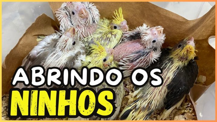 Cantos para ensinar Calopsitas - DIA DE COLHEITA DE CALOPSITAS: ABRINDO OS NINHOS