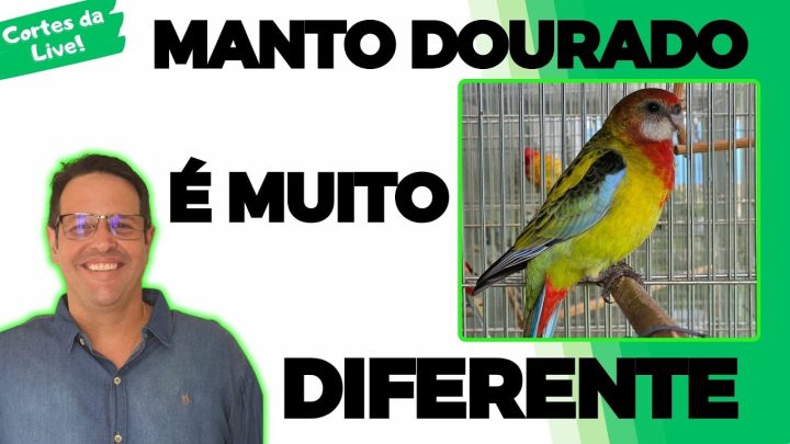 dourado - TRABALHANDO A ROSELA MANTO DOURADO!!!