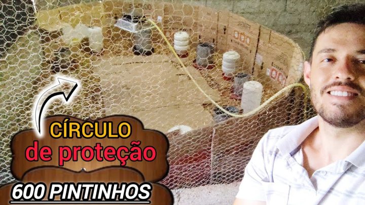 lote - Tudo pronto por aqui para receber um novo lote de pintinhos🙏🏻🐤🐤