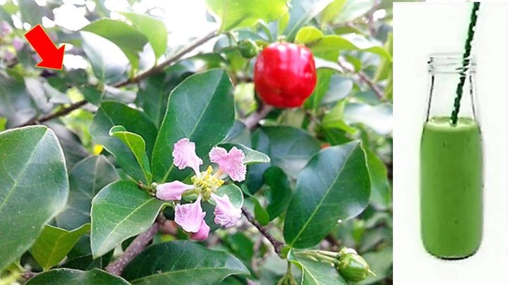 uma… - Apenas 1 folha dessa planta vale uma mina de ouro (Você sabia?)