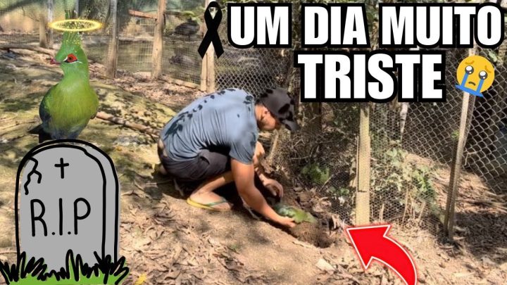 uma… - Enterrei uma ave muito especial | mudanças na criação | Aves Recriar