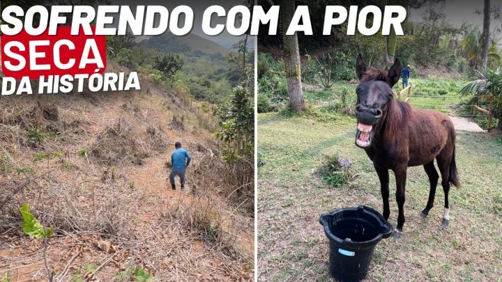 Viver no campo - NUNCA VIMOS ISSO AQUI ANTES😩/SE VIRANDO COMO DÁ NA ROÇA