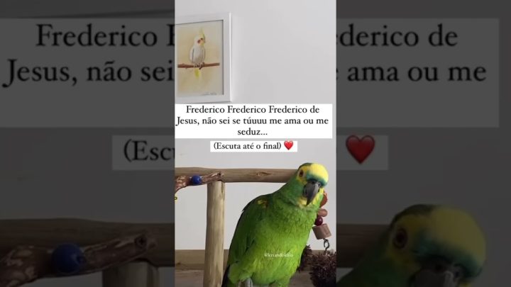 fofo - Papagaio cantor mais fofo que voce vai ver #shorts #pets #parrot