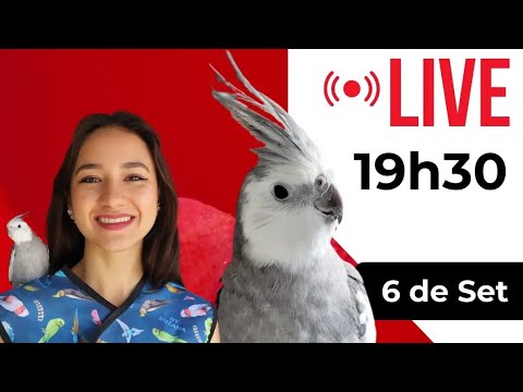 Cantos para ensinar Calopsitas - Sítio das Calopsitas está ao vivo!