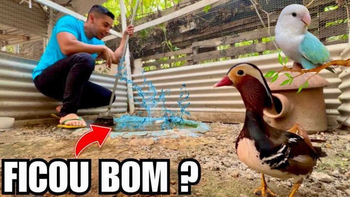 uma… - Fui Soltar o Agaporne e tive uma surpresa | Limpando Lagos | Aves Recriar