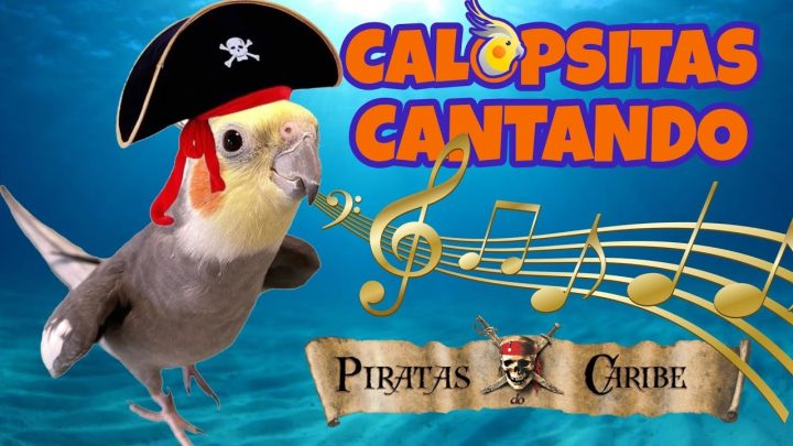 Sem categoria - CANTOS para Ensinar Sua CALOPSITA a Cantar o Tema de 'Piratas do Caribe' 🎶🦜